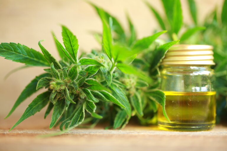 cannabis oil and hemp