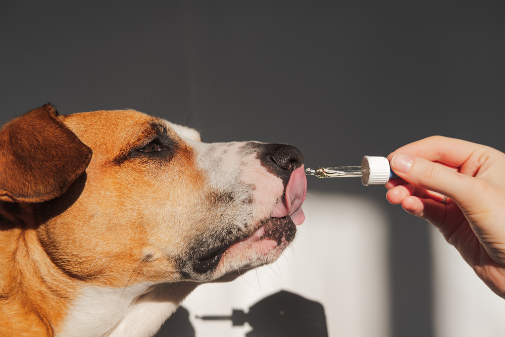 Dog taking CBD oil from an eye dropper.